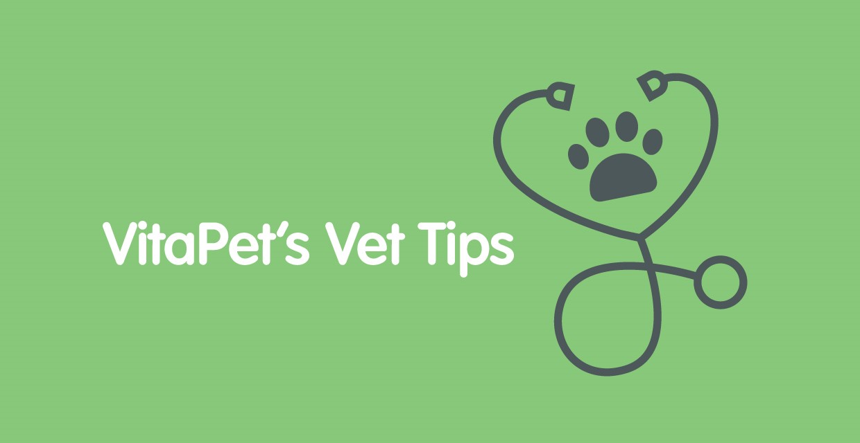 VitaPet Vet – Common Puppy Questions