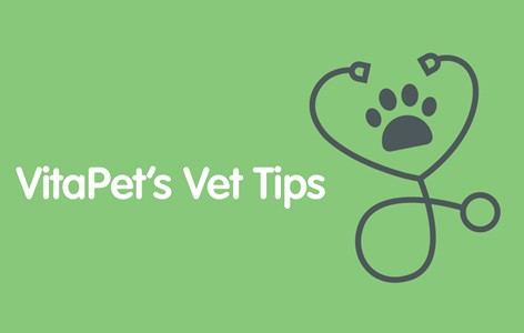 VitaPet Vet – Puppy Guarding their Food