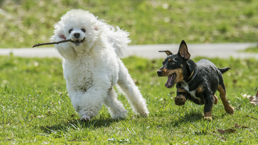 How to Socialise your Puppy