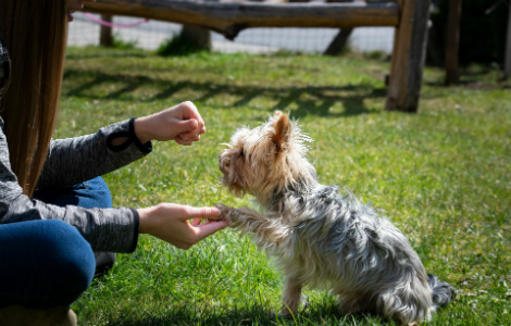 VitaPet Training Library