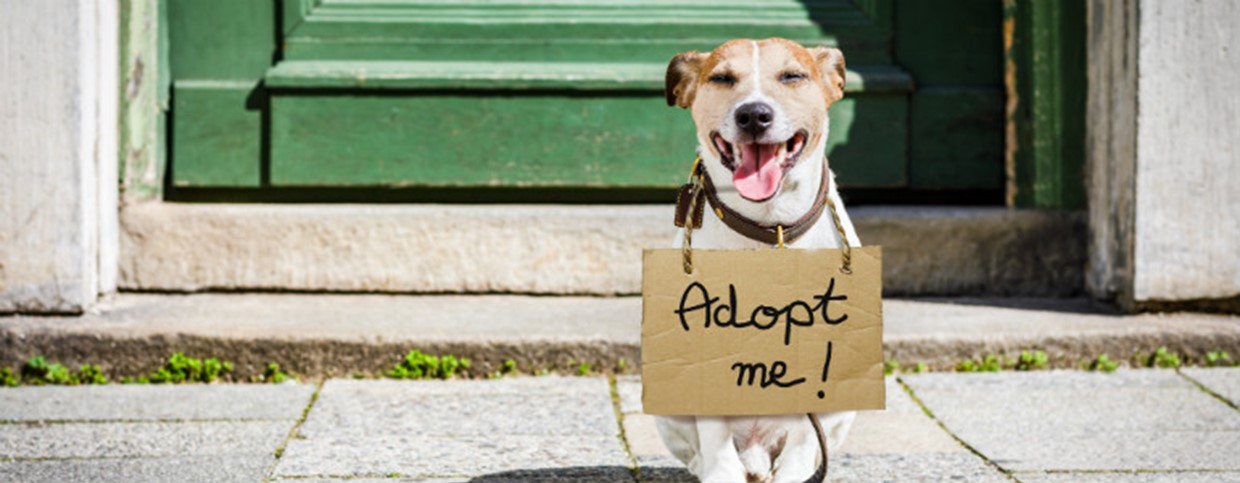 what does it mean to foster to adopt a dog