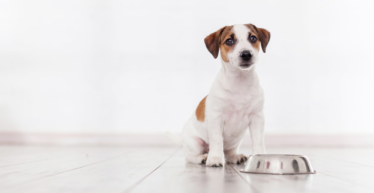 Fat in Dog Food VitaPet