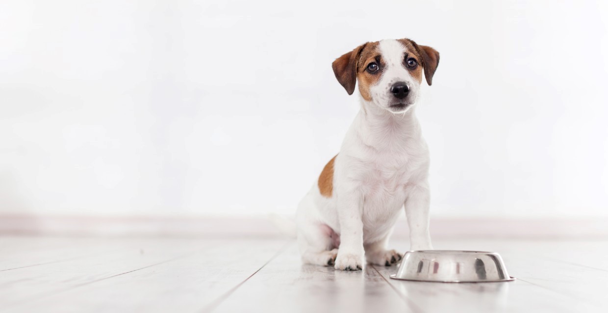Fat in Dog Food
