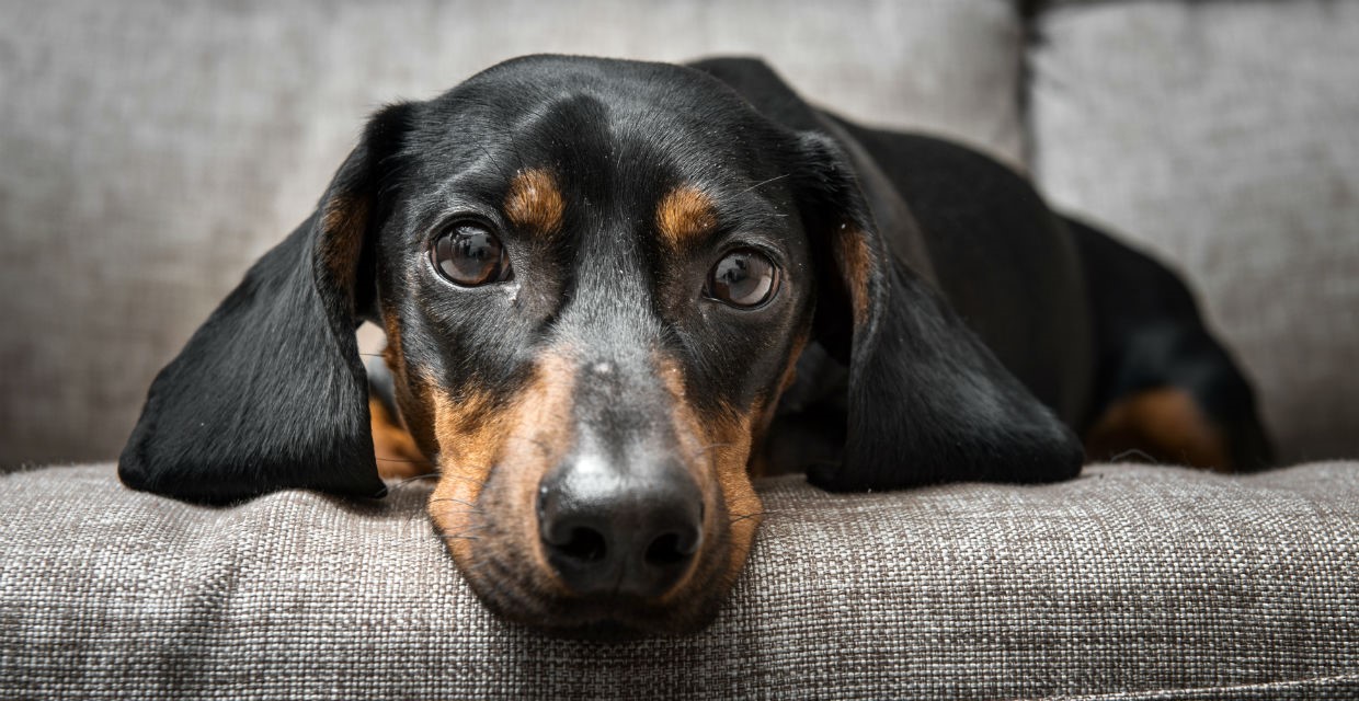Worms in Dogs