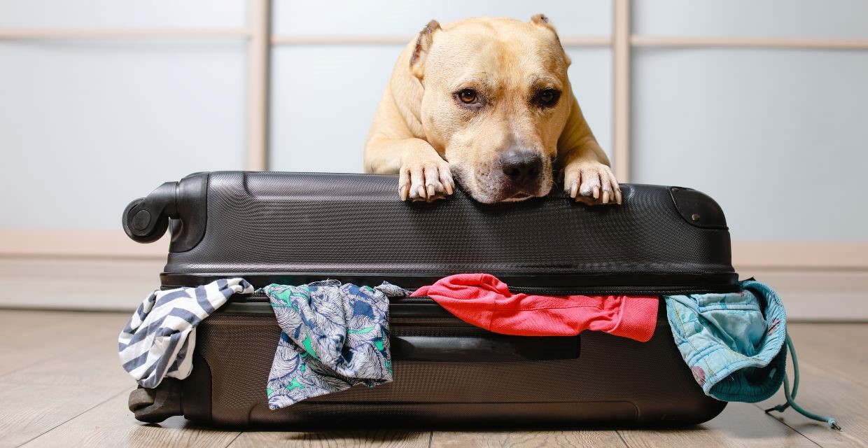 Holidays and Your Pets - How To Manage Changing Routines