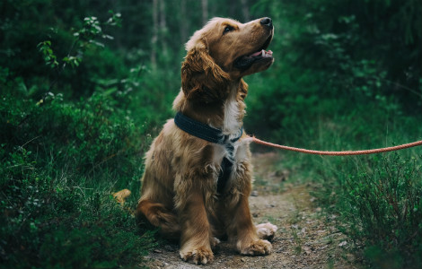 The real-life benefits of training your dog