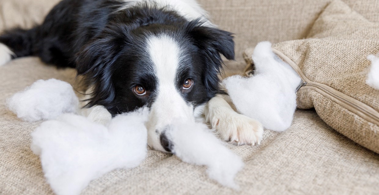 Identifying Behavioural Issues in Puppies