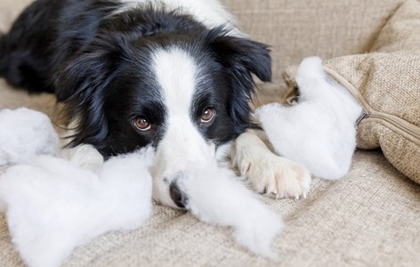 Identifying Behavioural Issues in Puppies