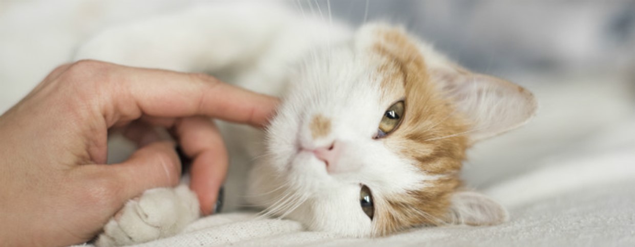 How To Make a New Kitten Love You