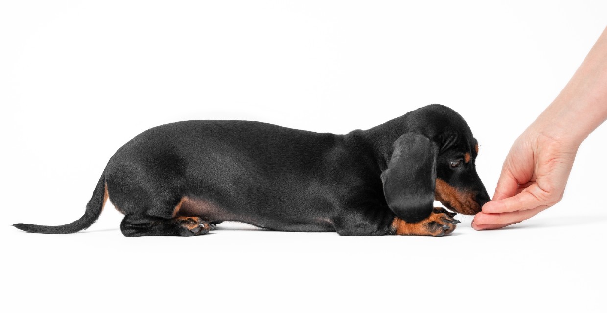 How many treats should I give my dog?