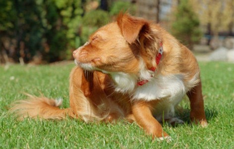 Knowing the Signs of Common Parasites on your Pet