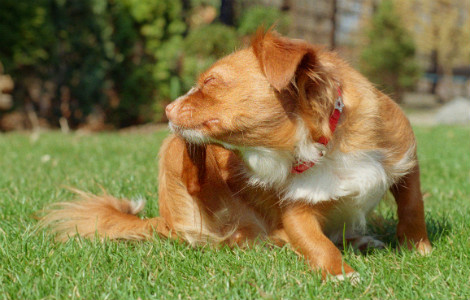 Fleas, Worms and Ticks - Dealing with Parasites