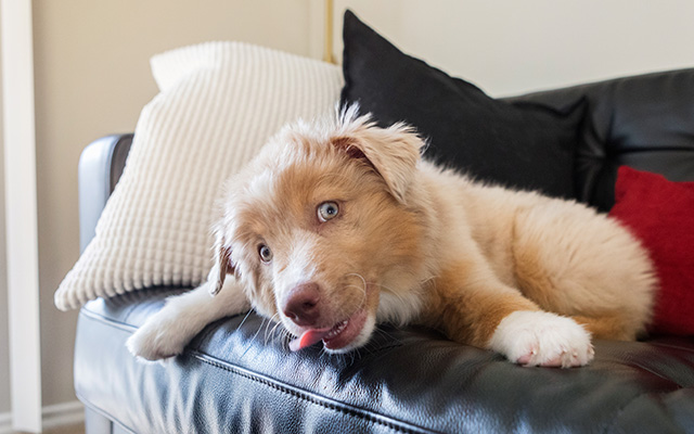 Why dogs lick people and How to Reduce Excessive Licking