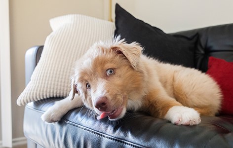 Why dogs lick people and How to Reduce Excessive Licking