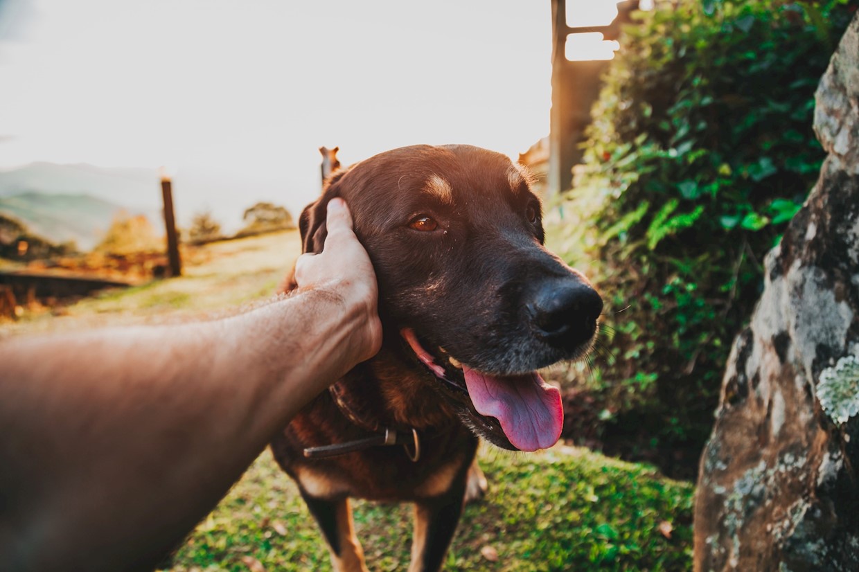 A Guide to Training your Dog to Not Jump Up VitaPet