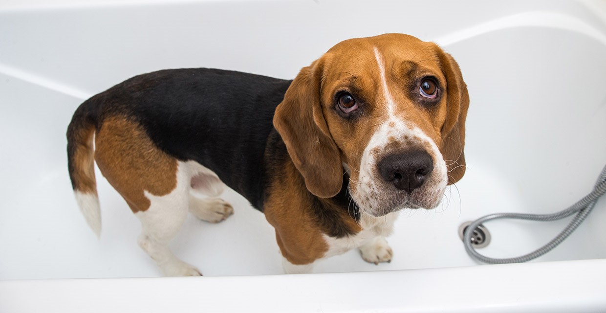 Washing & Grooming your Short Haired Dog VitaPet