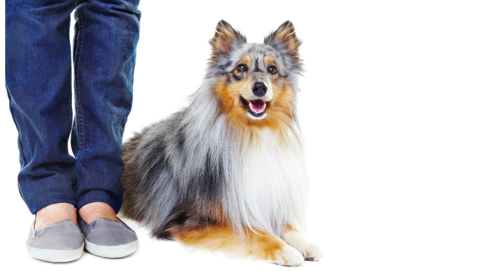 Managing Bad Dog Behaviour