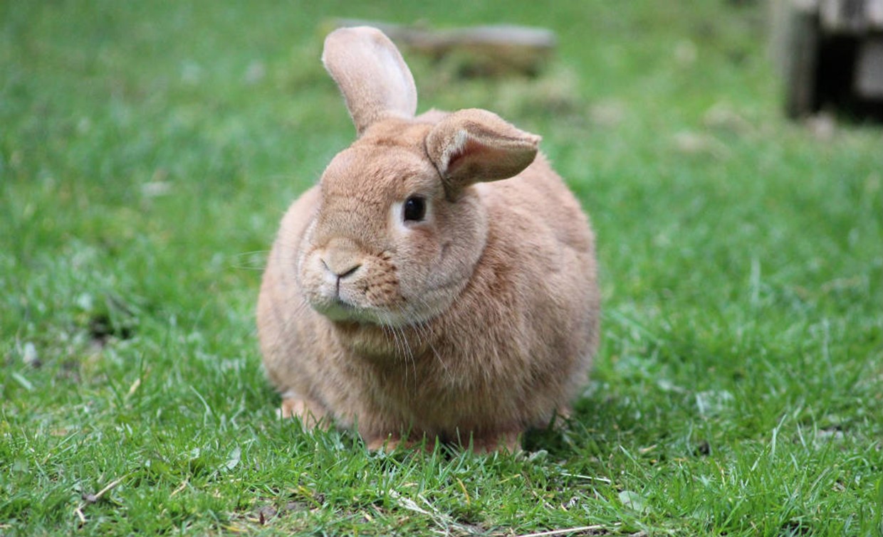 Is a rabbit right for you?