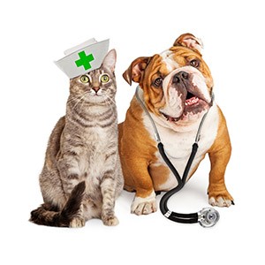 When to take your pet to the vet