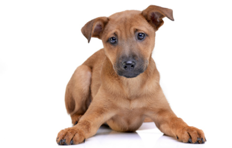 Puppy Dog Eyes - What My Puppy is Telling Me