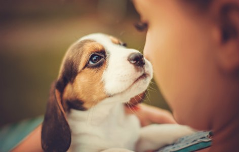What to Consider before Getting a Puppy