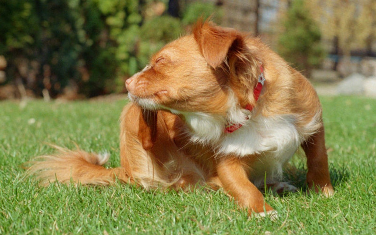 Fleas and Worms - Dealing with Parasites