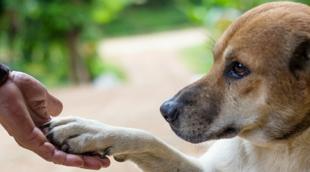 Tricks to Teach your Dog