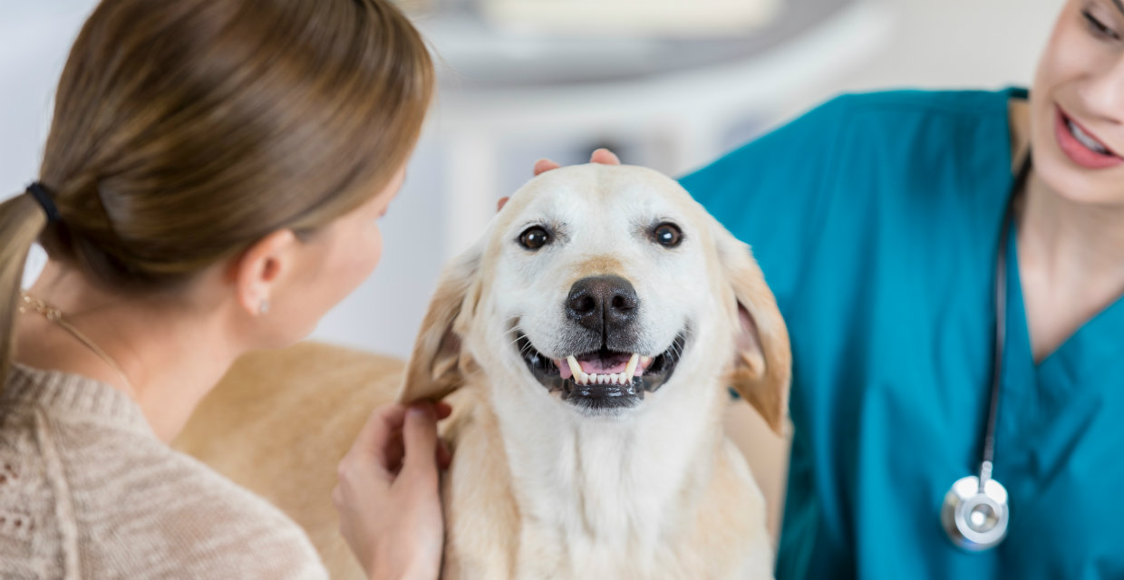 How I Keep my Dog's Health in Check