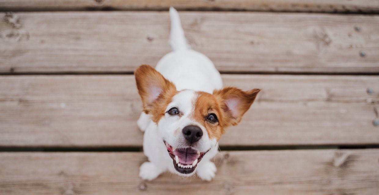 Dog Emotions and How to Read Them