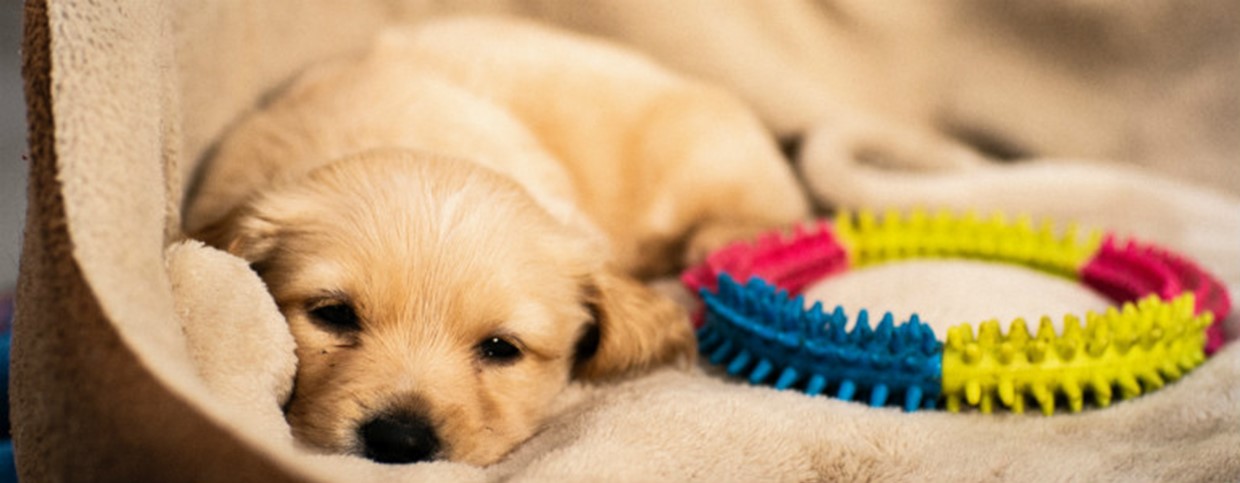 Settling In Your New Puppy - When To Not Disturb Them