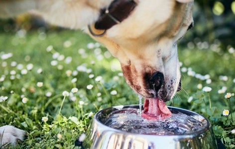 10 Tips to Keep Dogs Cool in Summer