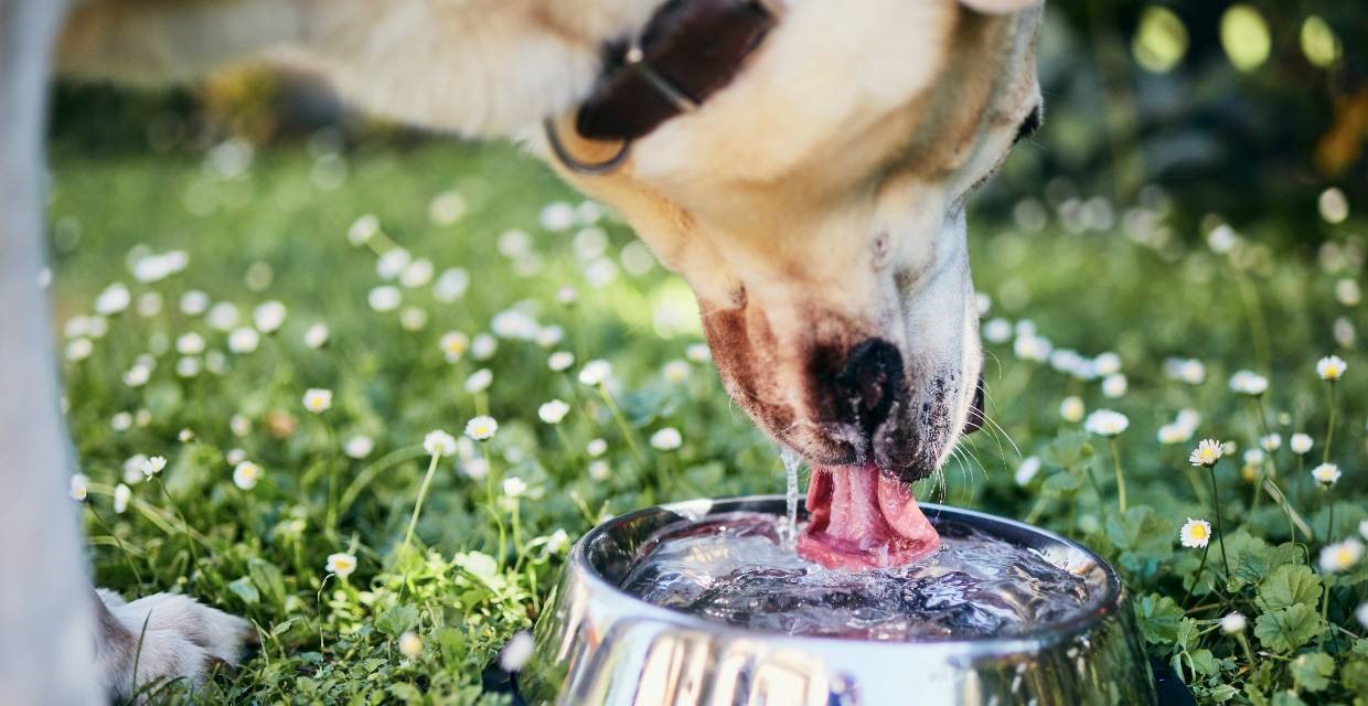 10 Tips to Keep Dogs Cool in Summer VitaPet