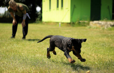 What are puppy classes?