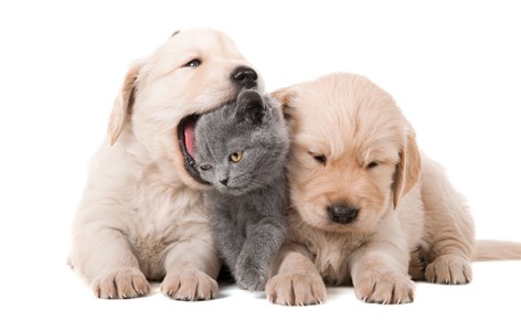 Most popular Puppy and Kitten names for 2023