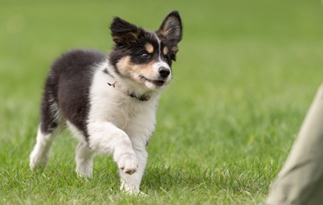 Puppy 3-6 Months - Behavioural Milestones
