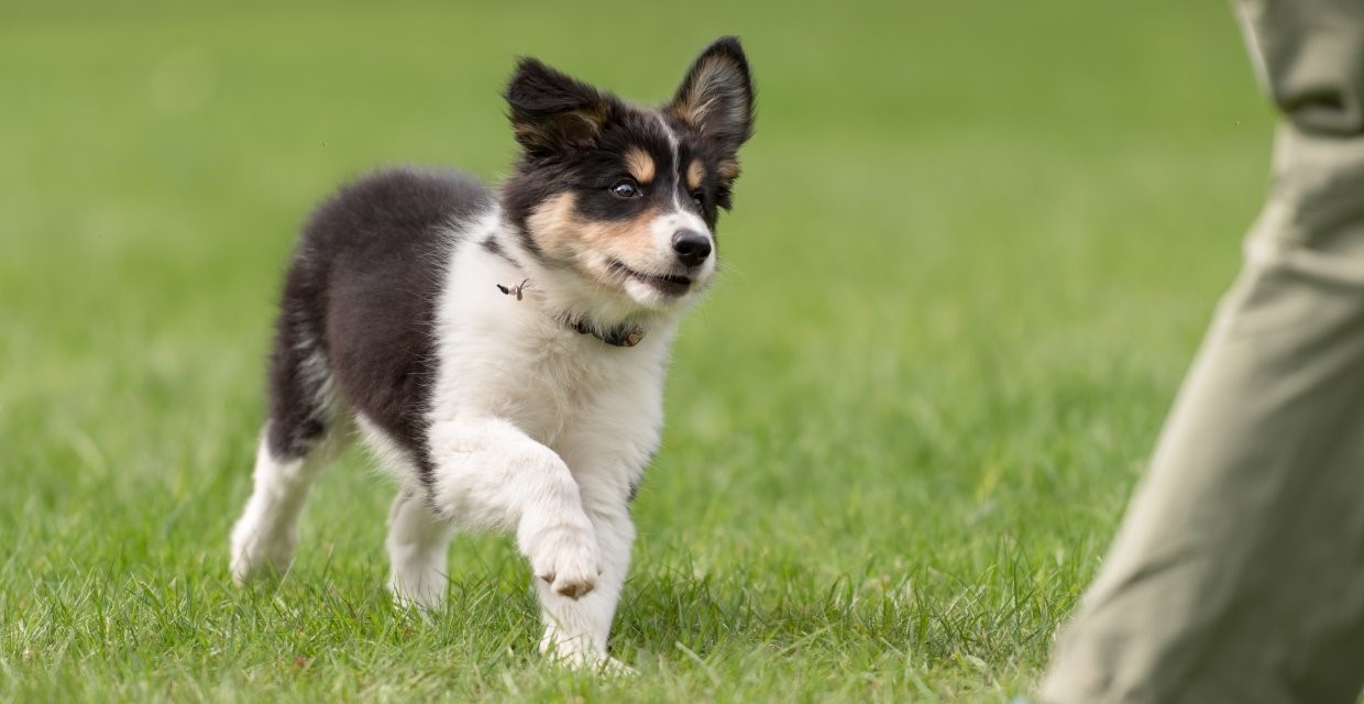 Puppy 3-6 Months - Behavioural Milestones