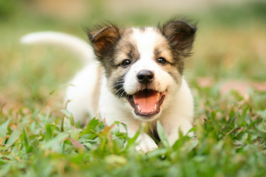 5 Benefits of Getting a Puppy - VitaPet