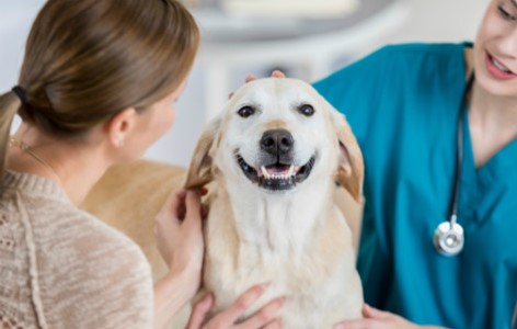 How I Keep my Dog's Health in Check