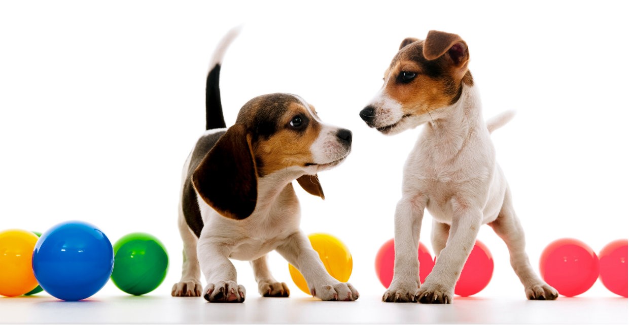 Puppy 2-3 Months - Behavioural Milestones
