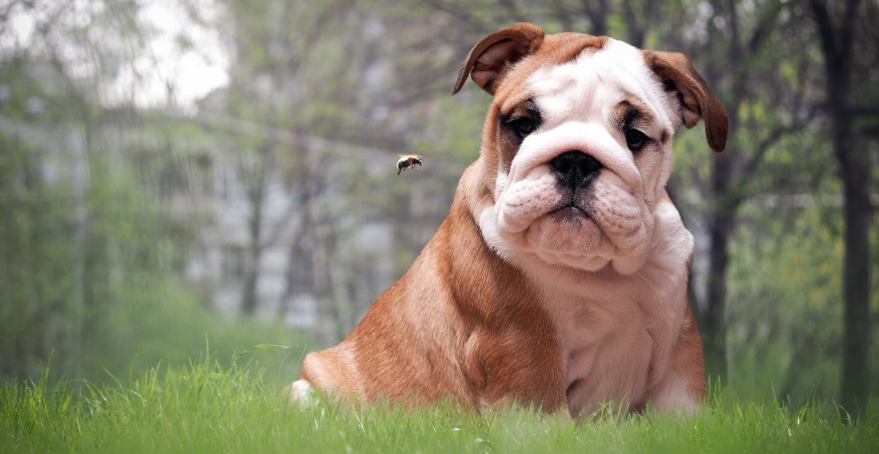 How To Treat A Bee Sting On Dog Paw