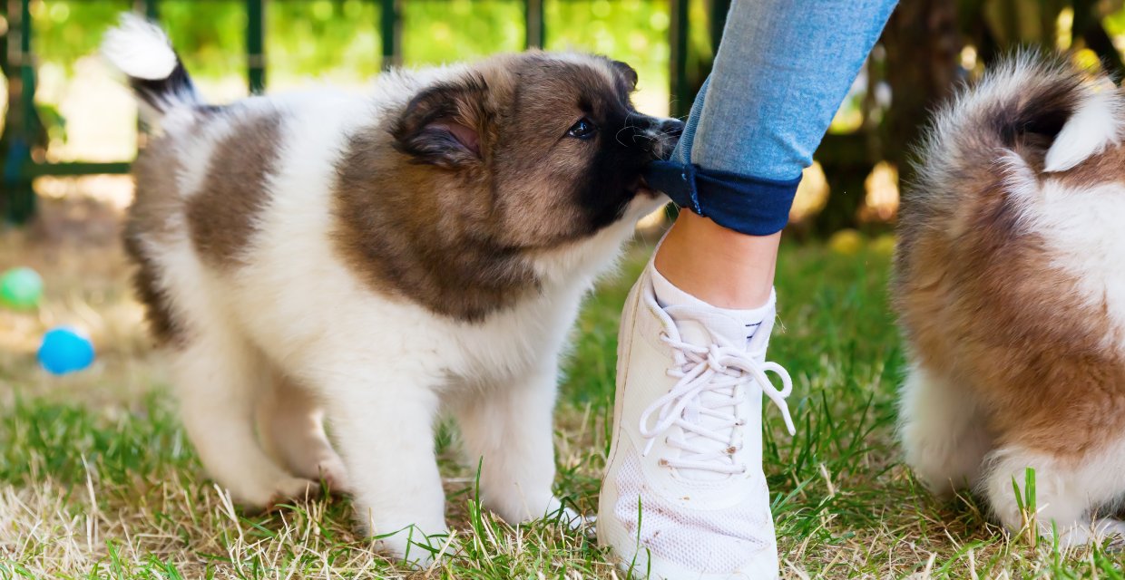 How to Stop a Puppy from Biting
