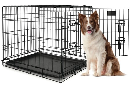 Crate Training a Dog