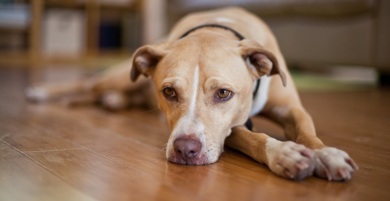 Caring for an Anxious Dog - VitaPet