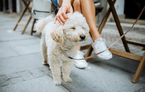 Top 3 Things to Do with your Puppy over the Weekend