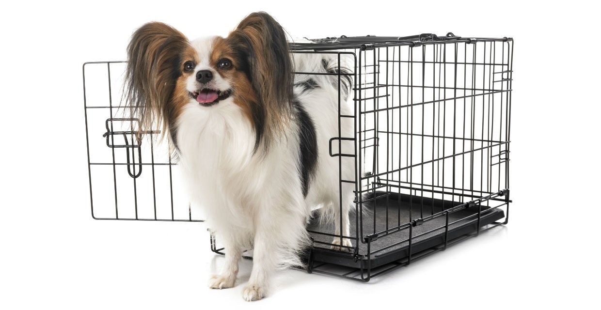 Crate Training a Puppy - VitaPet