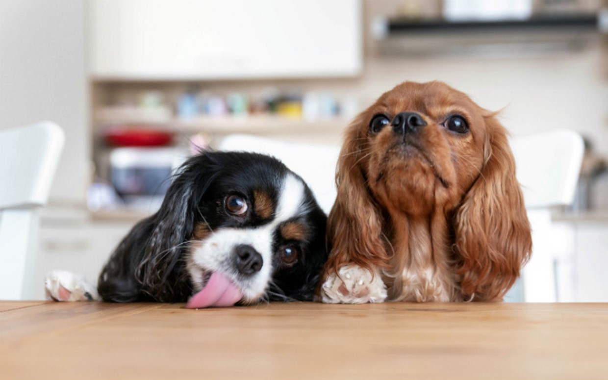 One dog or two?
