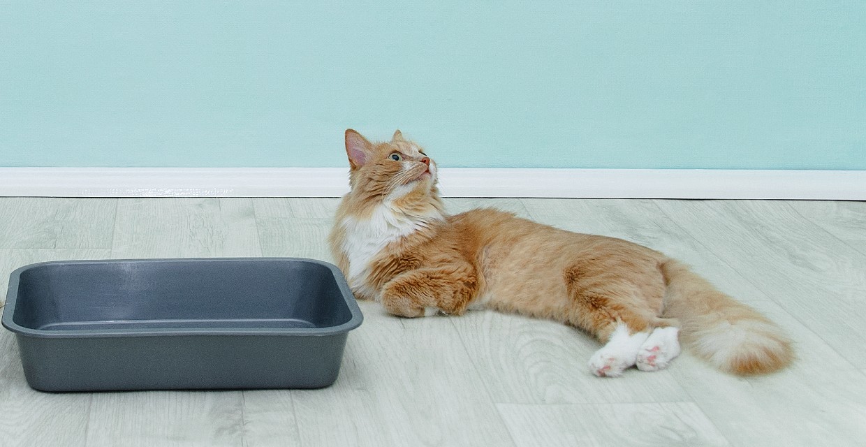 New litter box transition sale