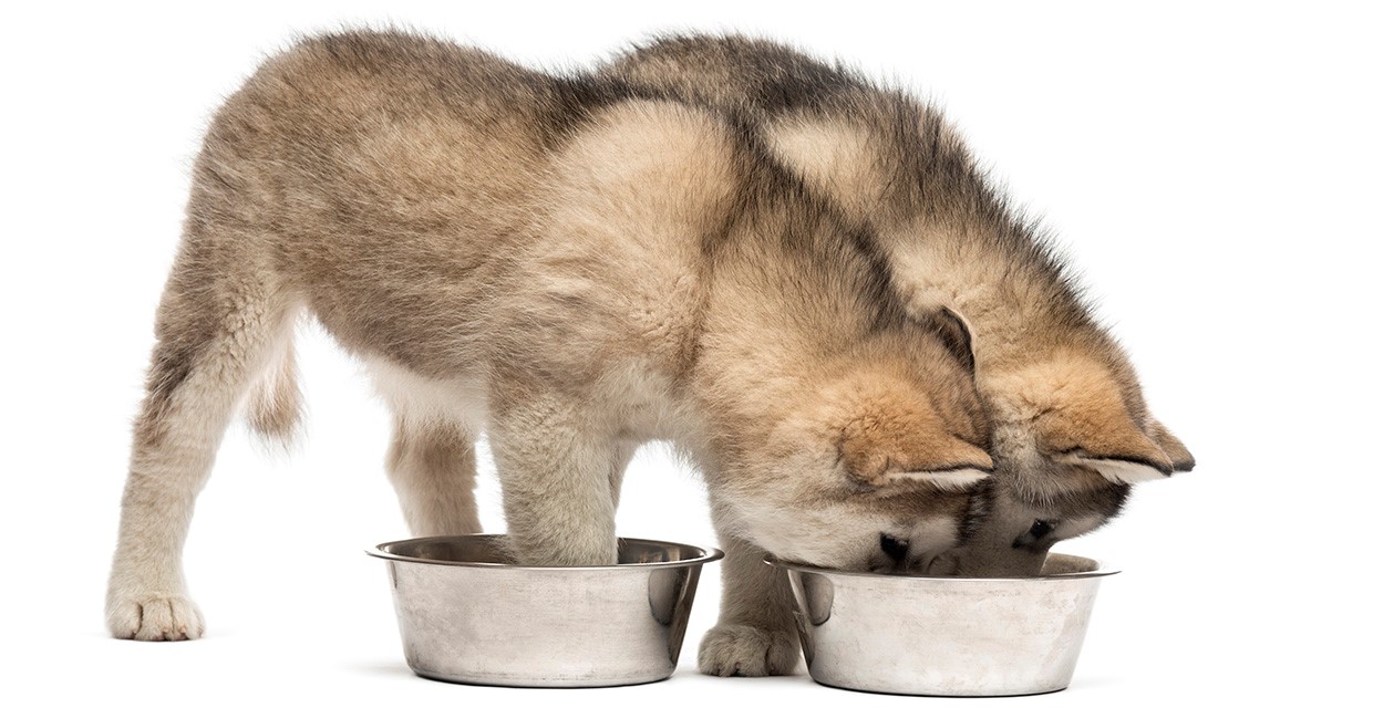 Switching Dog Food