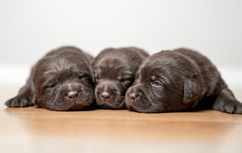 puppy worming schedule vitapet
