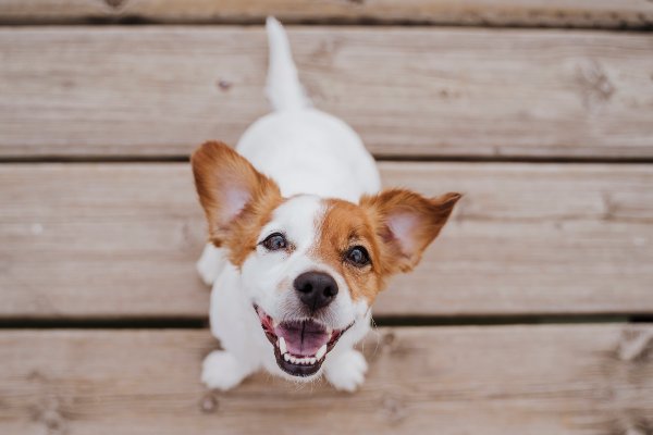 Dog Emotions and How to Read Them - VitaPet